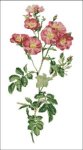 (image for) Willmott: California Rose